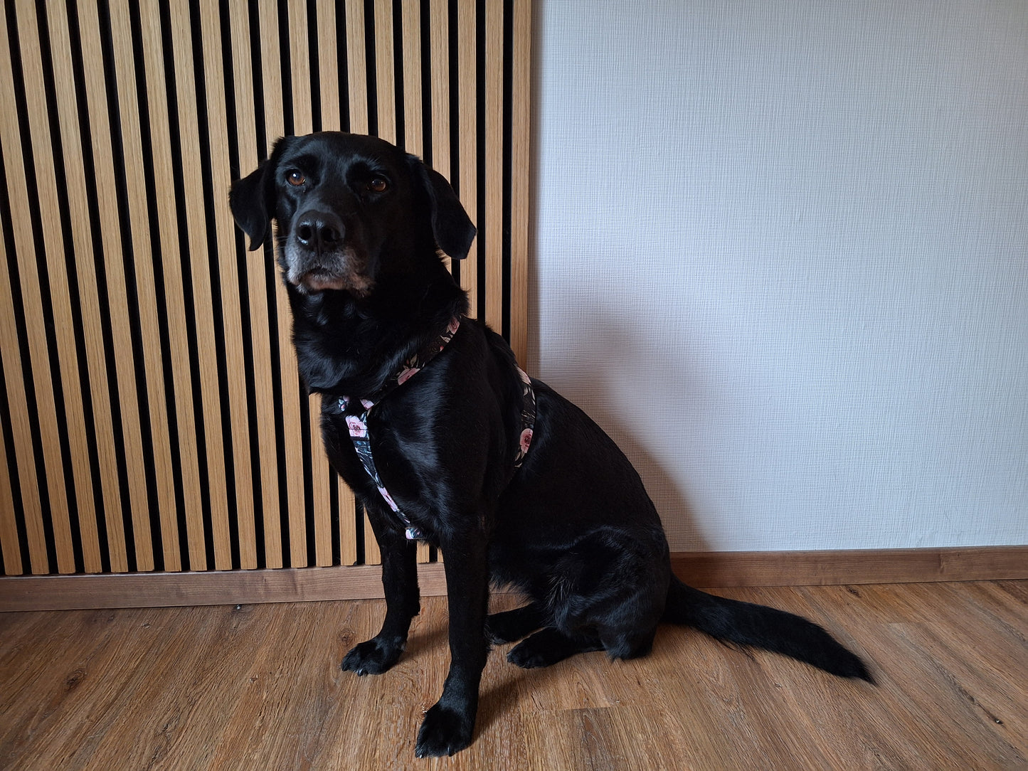 Hundegeschirr Dark Roses | schwarz | Jetzt online kaufen bei Dogs & Lifestyle