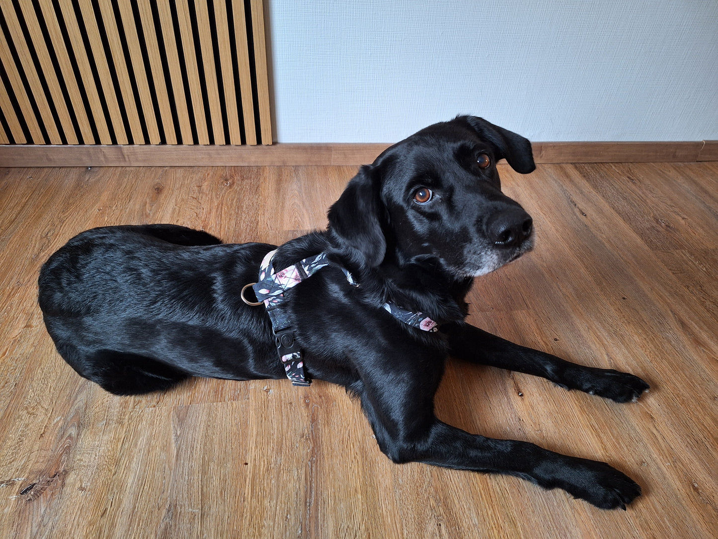 Hundegeschirr Dark Roses | schwarz | Jetzt online kaufen bei Dogs & Lifestyle