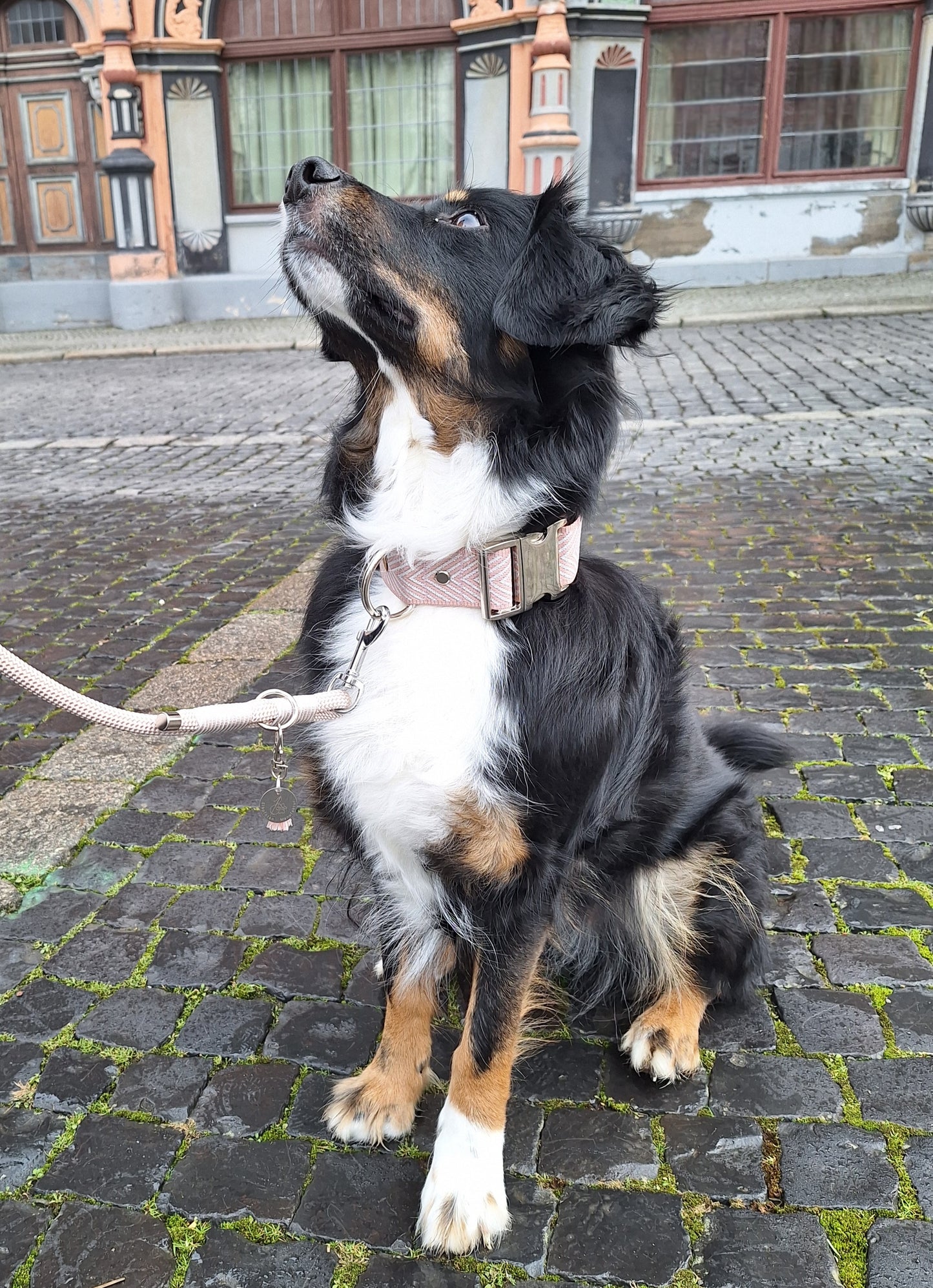 Halsband Pearl Rose | rosa-weiß | Jetzt online kaufen bei Dogs & Lifestyle