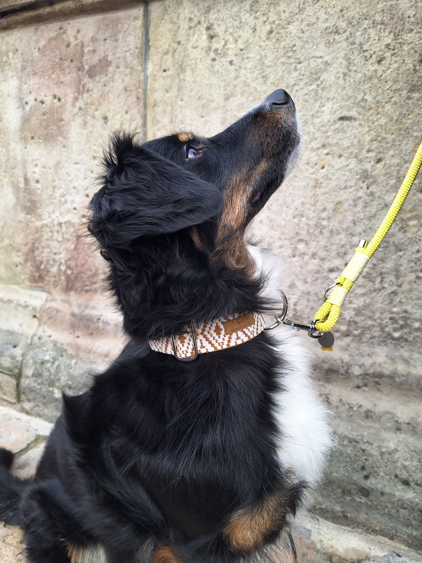 Halsband Sunkissed | goldgelb-weiß | Jetzt online kaufen bei Dogs & Lifestyle
