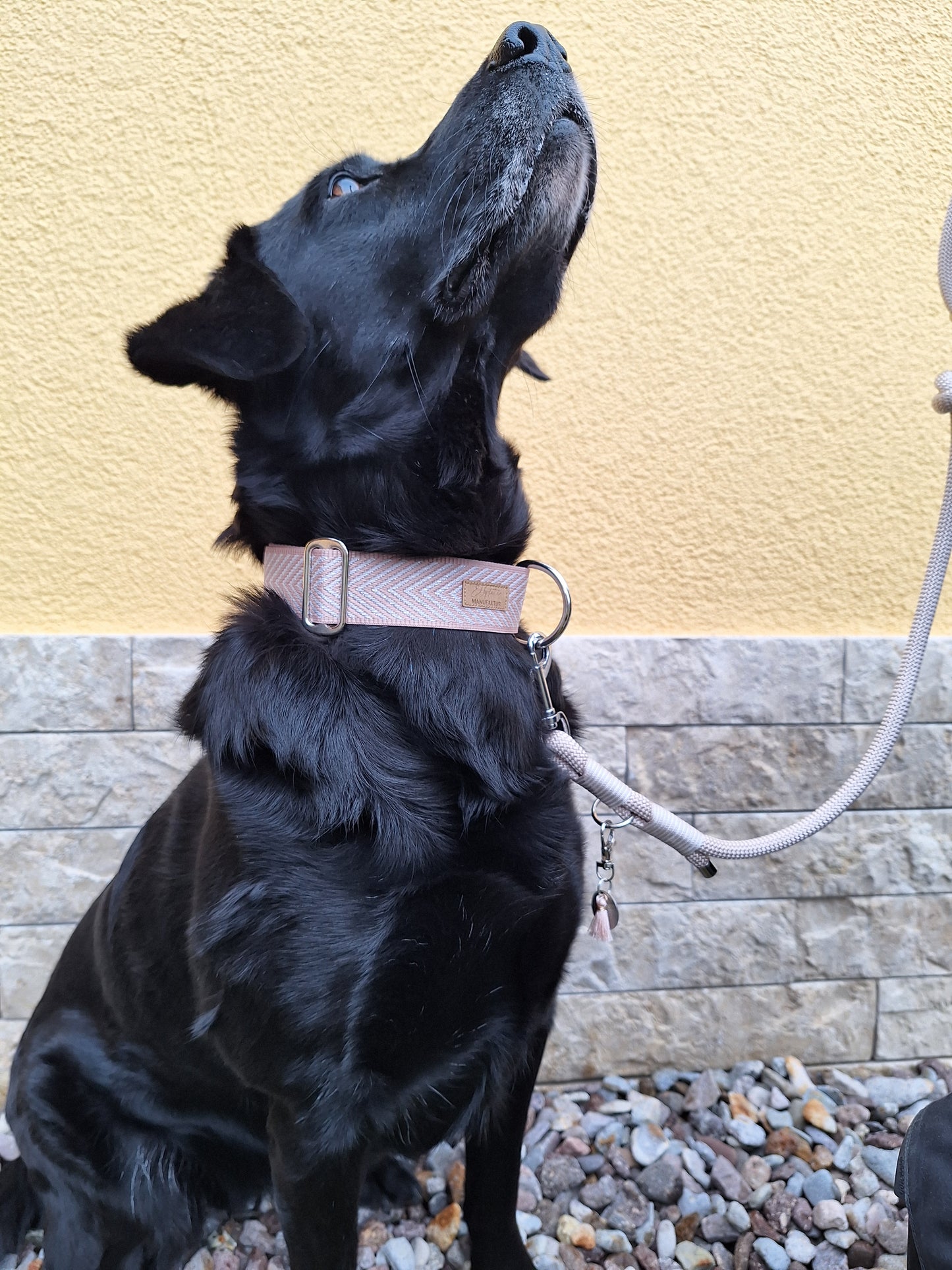Halsband Pearl Rose | rosa-weiß | Jetzt online kaufen bei Dogs & Lifestyle
