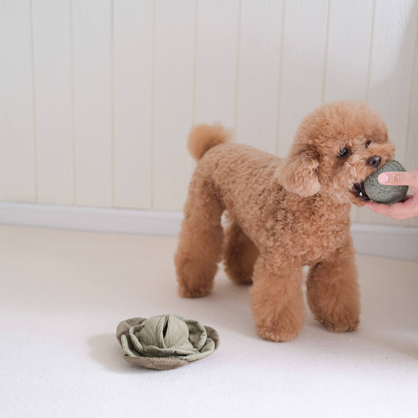 Hundespielzeug mit Belohnungseffekt | Kohl POPPI | versch. Varianten | Jetzt online kaufen bei Dogs & Lifestyle