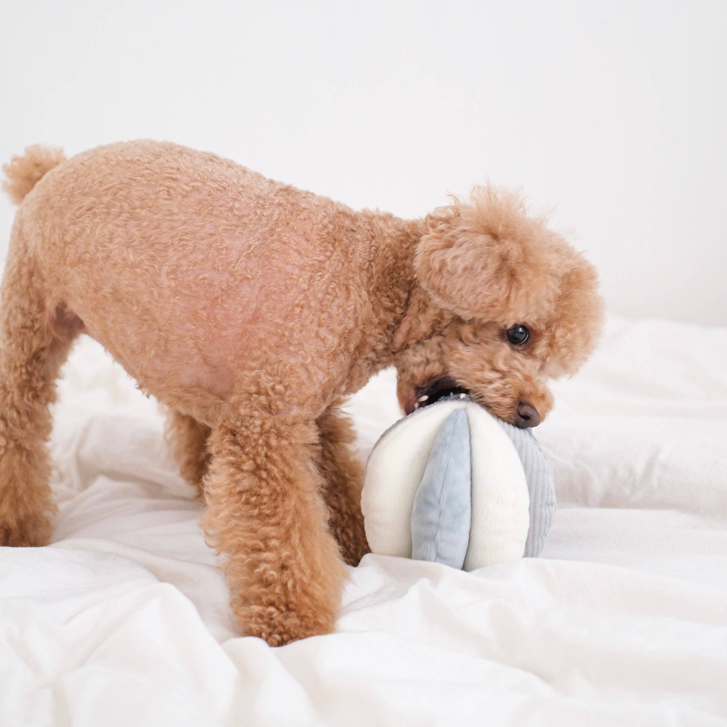Hundespielzeug mit Belohnungseffekt | TOTO | Jetzt online kaufen bei Dogs & Lifestyle
