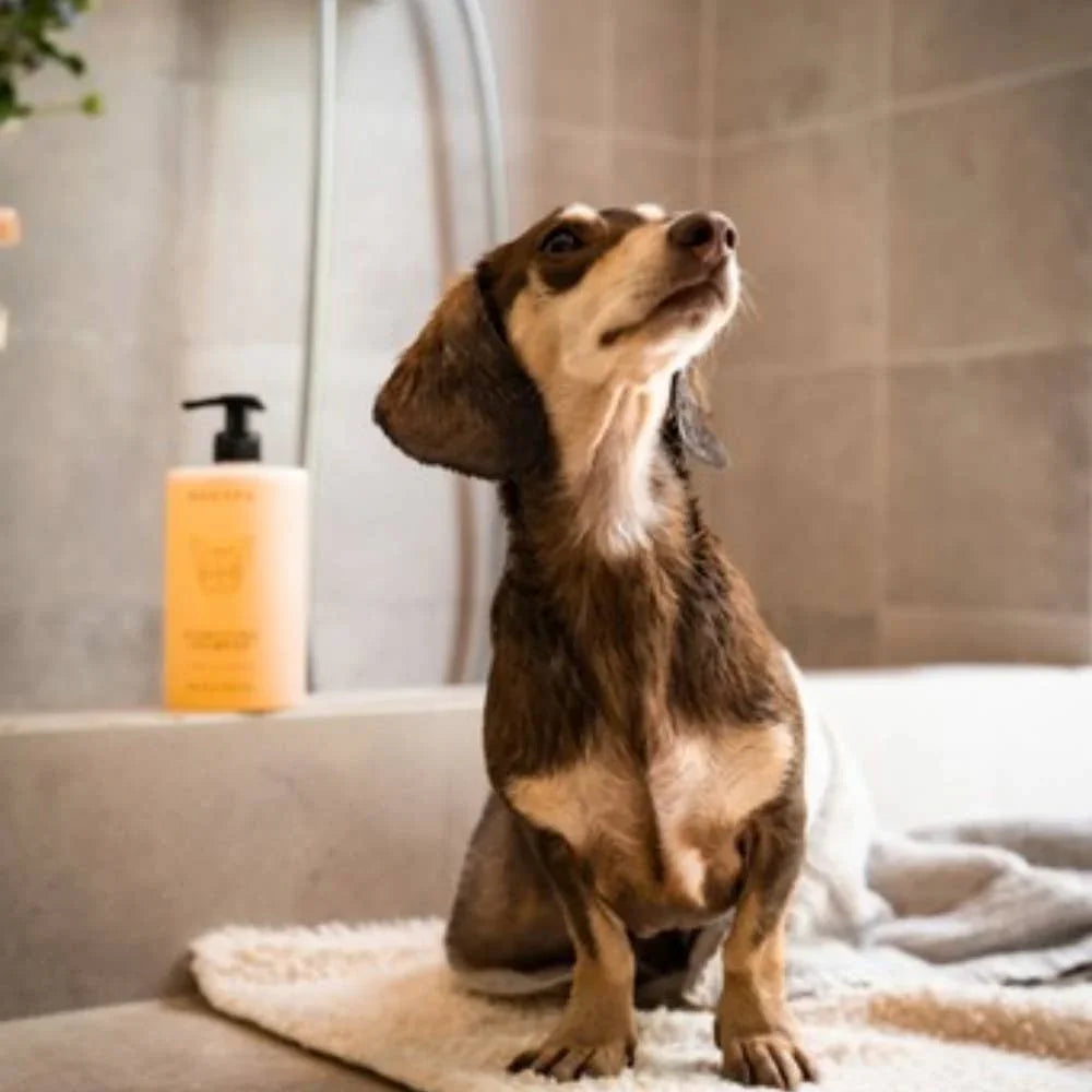 Gehegt und Gepflegt - Dogs & Lifestyle