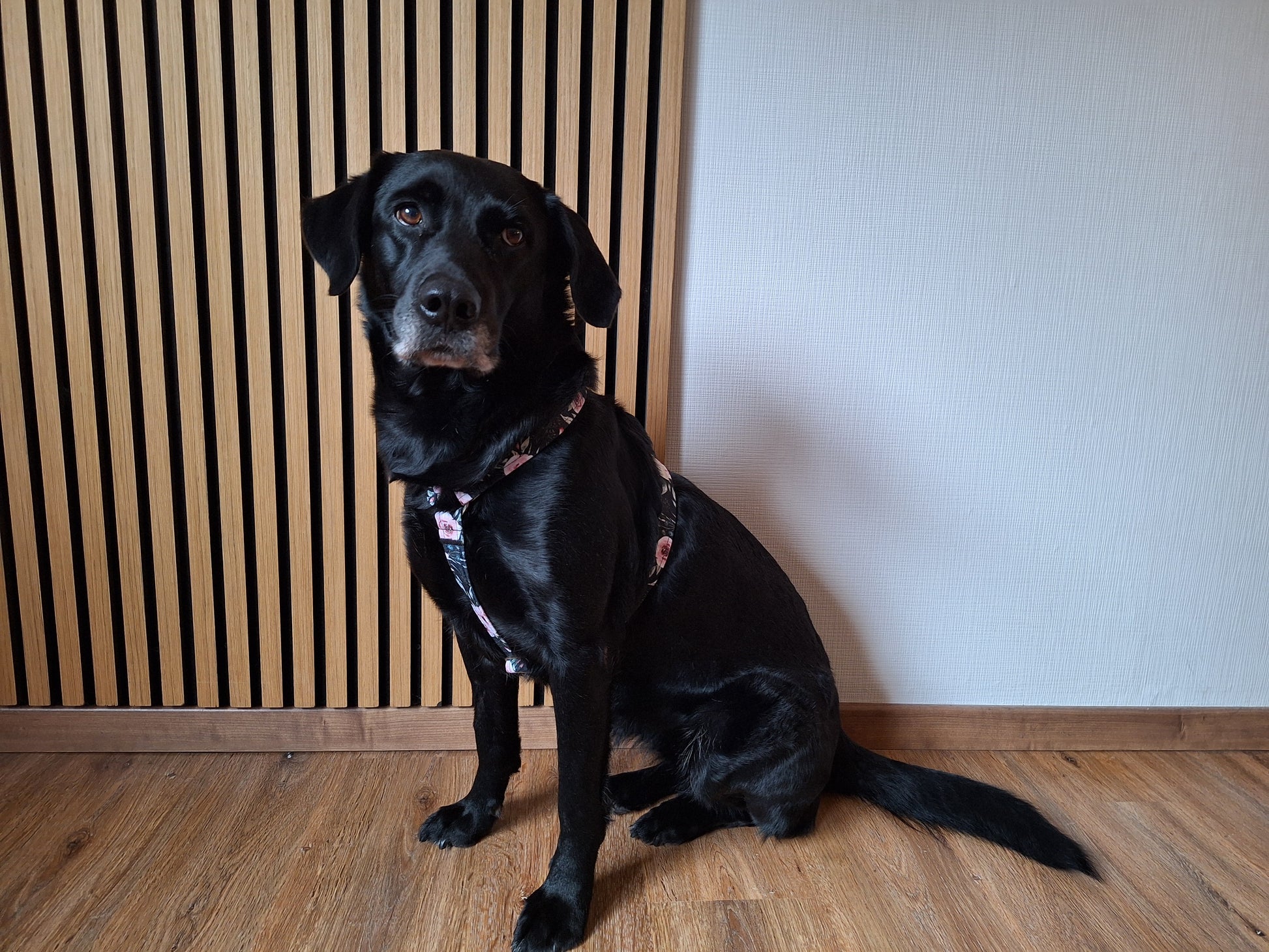 Hundegeschirr Dark Roses | schwarz | Jetzt online kaufen bei Dogs & Lifestyle