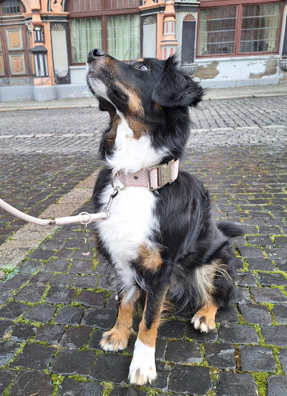 Halsband Pearl Rose | rosa-weiß | Jetzt online kaufen bei Dogs & Lifestyle