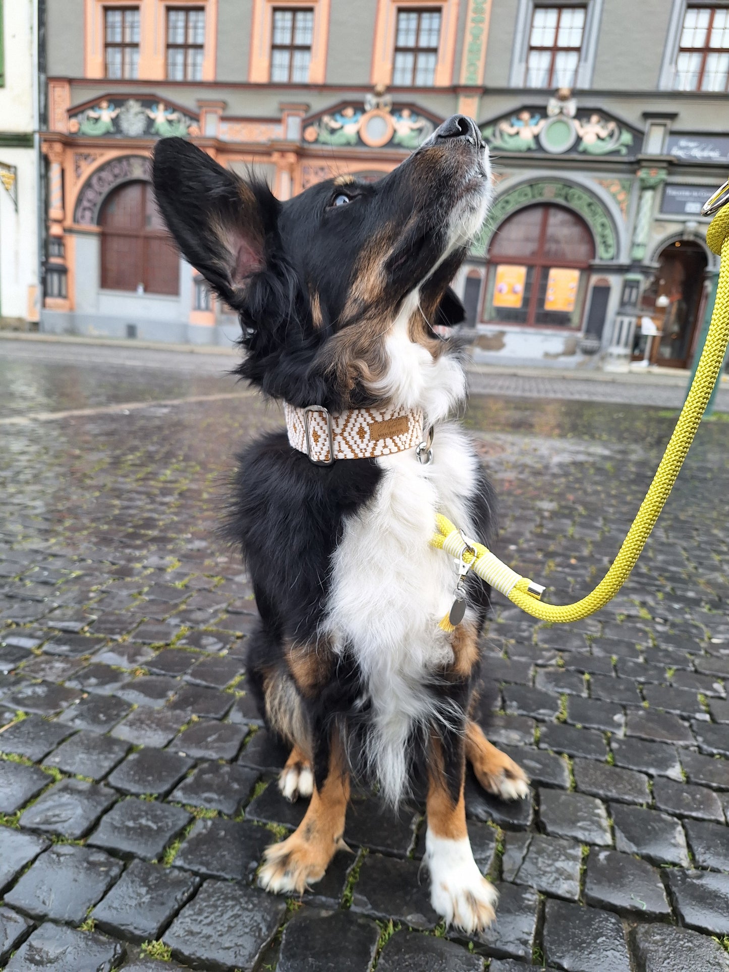 Halsband Sunkissed | goldgelb-weiß | Jetzt online kaufen bei Dogs & Lifestyle